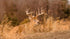 0649 - Mother Nature's Finest